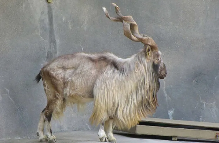 Možda su na rubu izumiranja, ali ove životinje stvarno postoje! Nisu ispale iz crtića