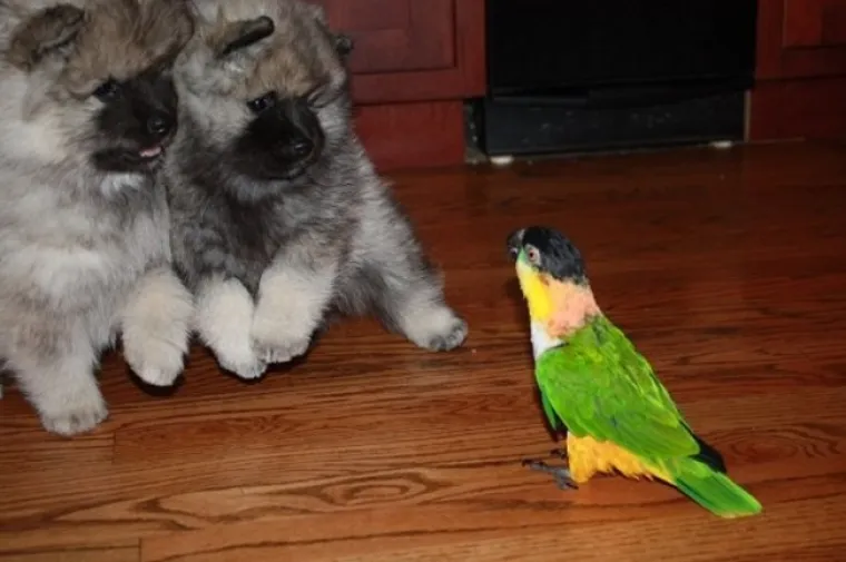 12 dirljivih fotografija životinja koje ne mogu skriti svoje emocije