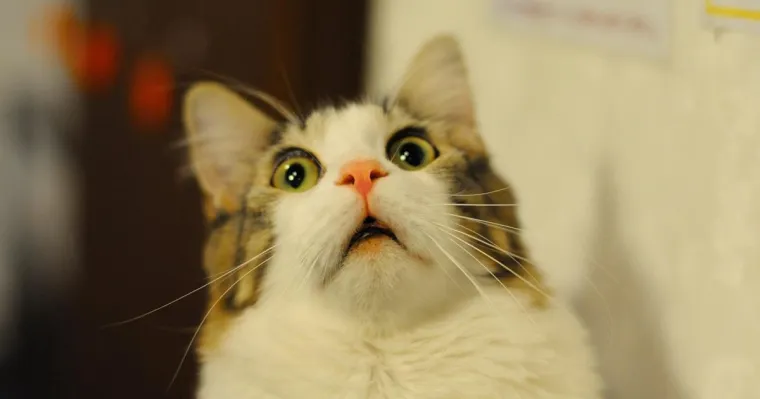 &Scaron;to se dogodi kada mačkama kažete da ne postoji Djed Mraz? Osim 7 godina nesreće, dogode se i reakcije koje smo okupili u fotogaleriji.