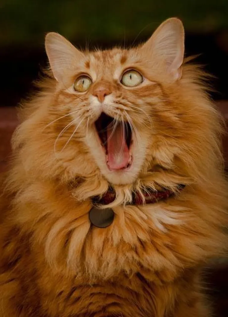 Rekli su mačkama da Djed Mraz ne postoji, ovo su reakcije