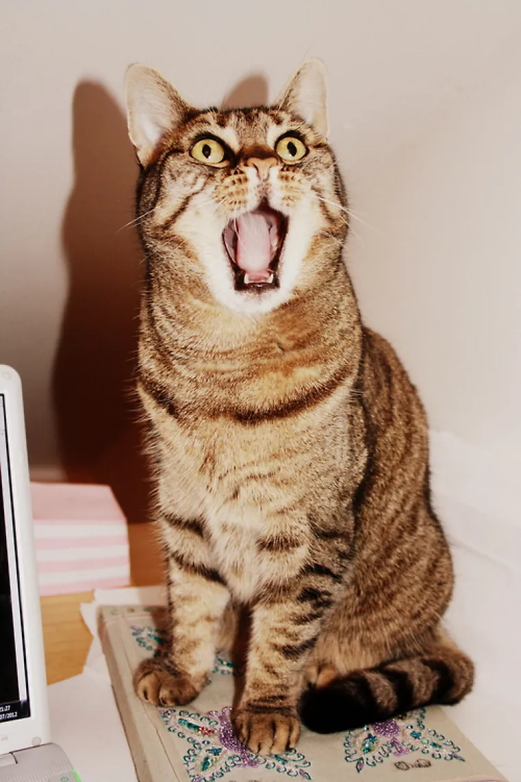 Rekli su mačkama da Djed Mraz ne postoji, ovo su reakcije