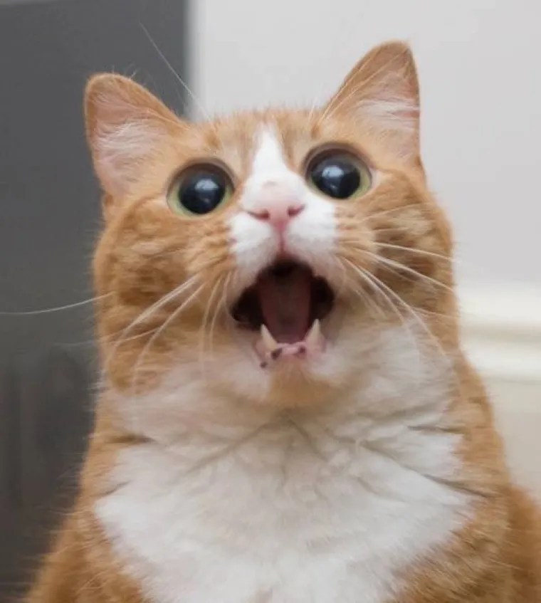 Rekli su mačkama da Djed Mraz ne postoji, ovo su reakcije