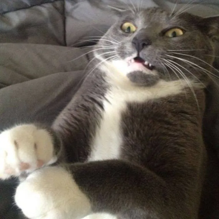 Rekli su mačkama da Djed Mraz ne postoji, ovo su reakcije