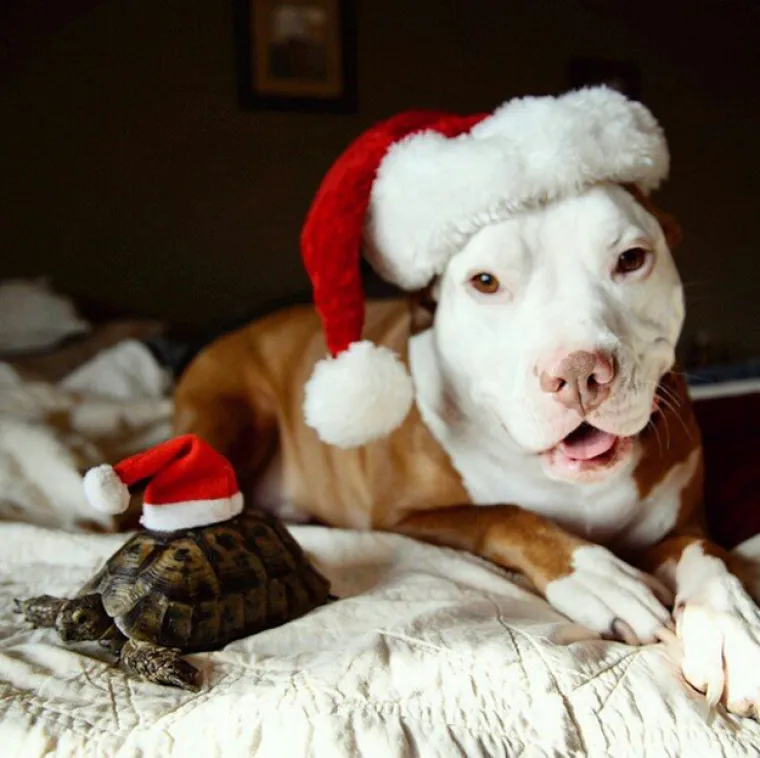 Pogledajte kako su pitbuli terorizirali ljude 2015. pa prosudite treba li ih sve uspavati