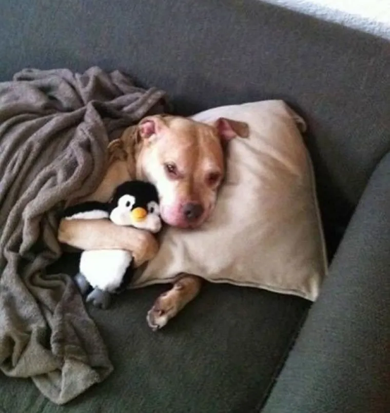 Pogledajte kako su pitbuli terorizirali ljude 2015. pa prosudite treba li ih sve uspavati