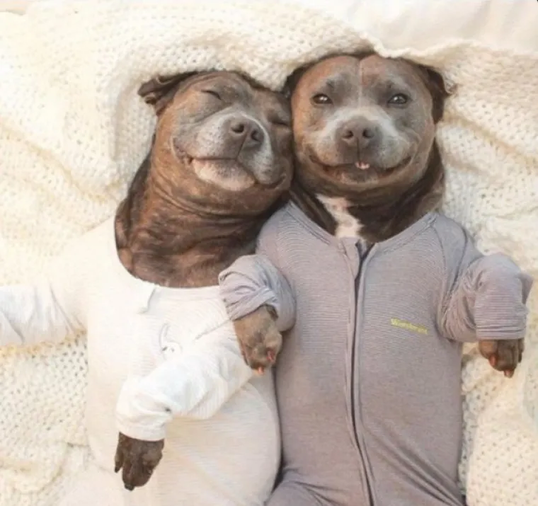 Pogledajte kako su pitbuli terorizirali ljude 2015. pa prosudite treba li ih sve uspavati