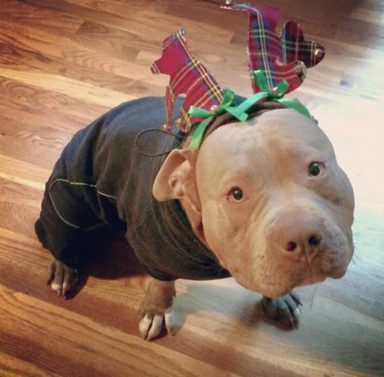 Pogledajte kako su pitbuli terorizirali ljude 2015. pa prosudite treba li ih sve uspavati