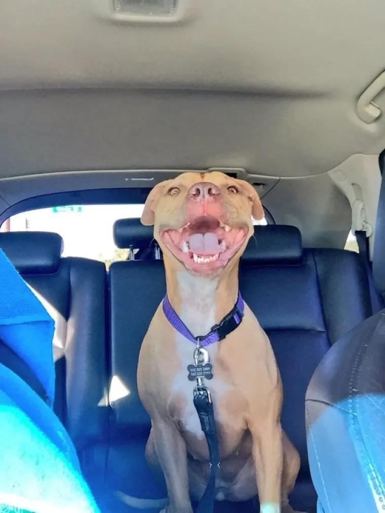 Pogledajte kako su pitbuli terorizirali ljude 2015. pa prosudite treba li ih sve uspavati