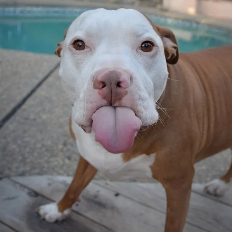 Pogledajte kako su pitbuli terorizirali ljude 2015. pa prosudite treba li ih sve uspavati