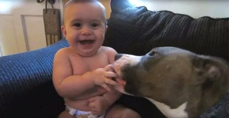 Pogledajte kako su pitbuli terorizirali ljude 2015. pa prosudite treba li ih sve uspavati