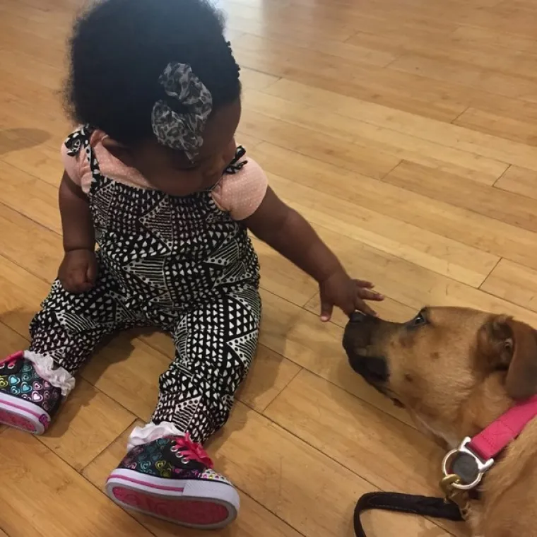 Pogledajte kako su pitbuli terorizirali ljude 2015. pa prosudite treba li ih sve uspavati