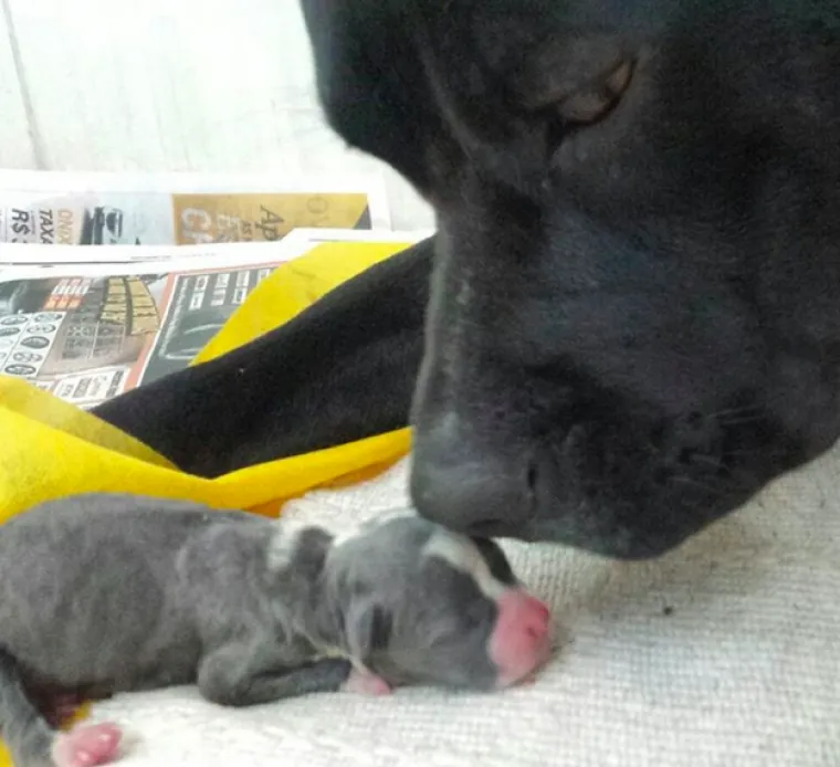 Pogledajte kako su pitbuli terorizirali ljude 2015. pa prosudite treba li ih sve uspavati