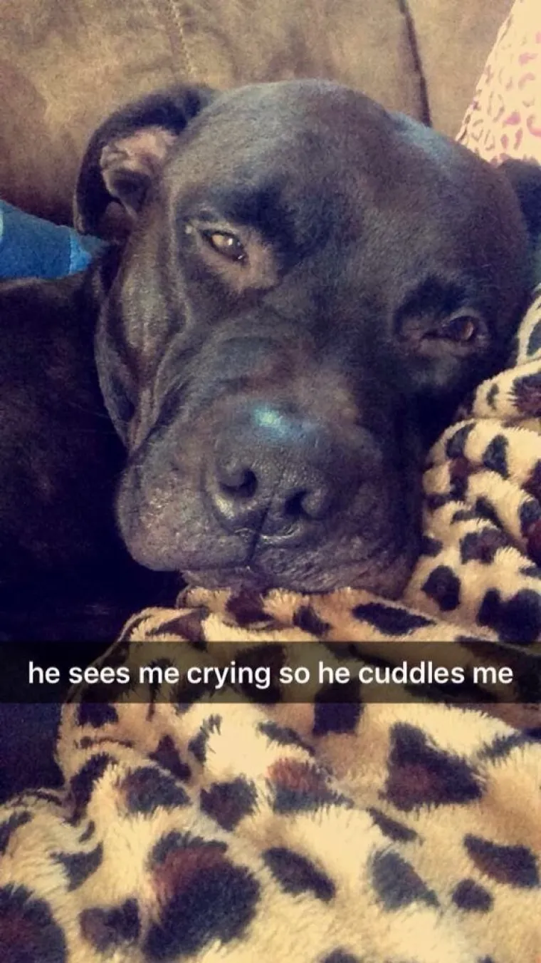 Pogledajte kako su pitbuli terorizirali ljude 2015. pa prosudite treba li ih sve uspavati