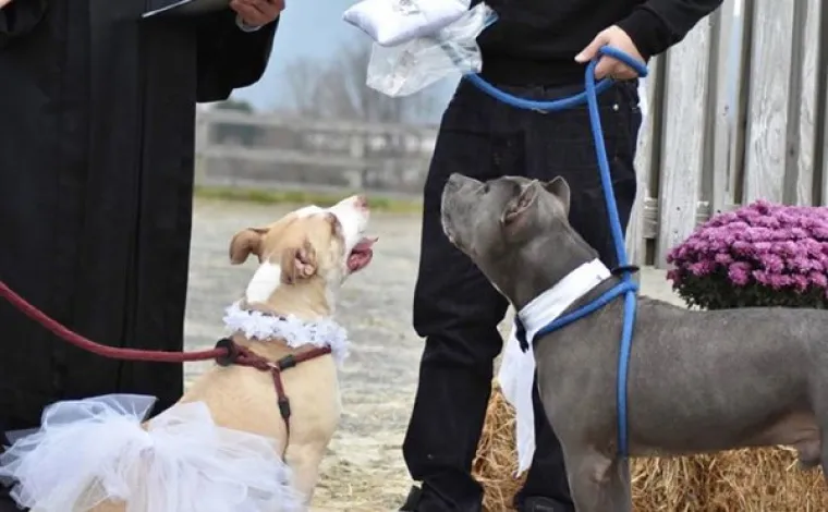 Pogledajte kako su pitbuli terorizirali ljude 2015. pa prosudite treba li ih sve uspavati