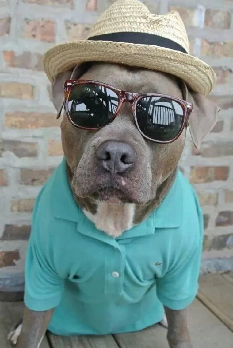 Pogledajte kako su pitbuli terorizirali ljude 2015. pa prosudite treba li ih sve uspavati