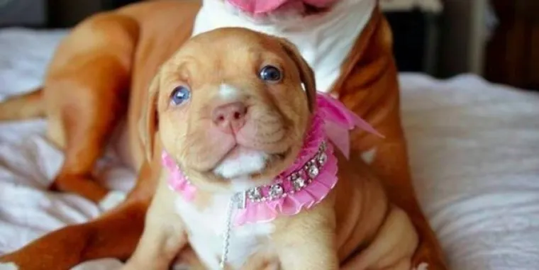 Pogledajte kako su pitbuli terorizirali ljude 2015. pa prosudite treba li ih sve uspavati