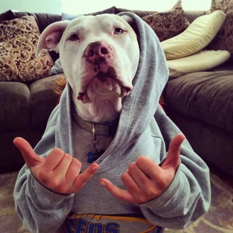 Pogledajte kako su pitbuli terorizirali ljude 2015. pa prosudite treba li ih sve uspavati