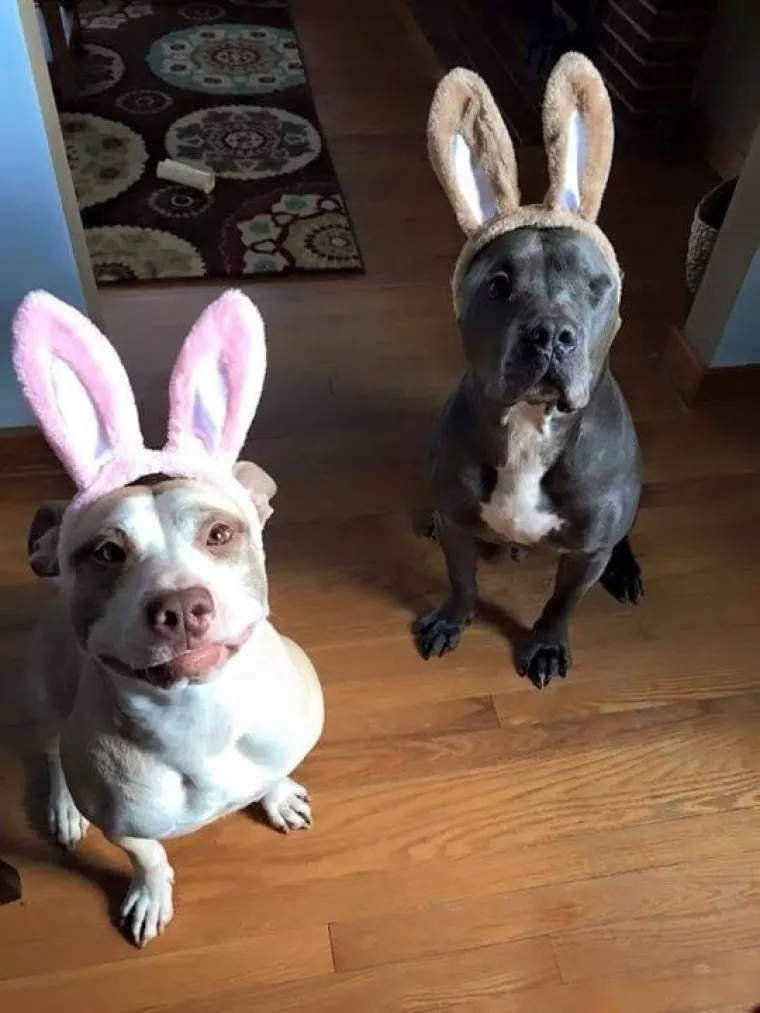 Pogledajte kako su pitbuli terorizirali ljude 2015. pa prosudite treba li ih sve uspavati