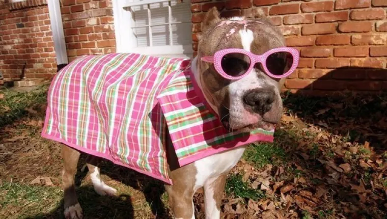 Pogledajte kako su pitbuli terorizirali ljude 2015. pa prosudite treba li ih sve uspavati