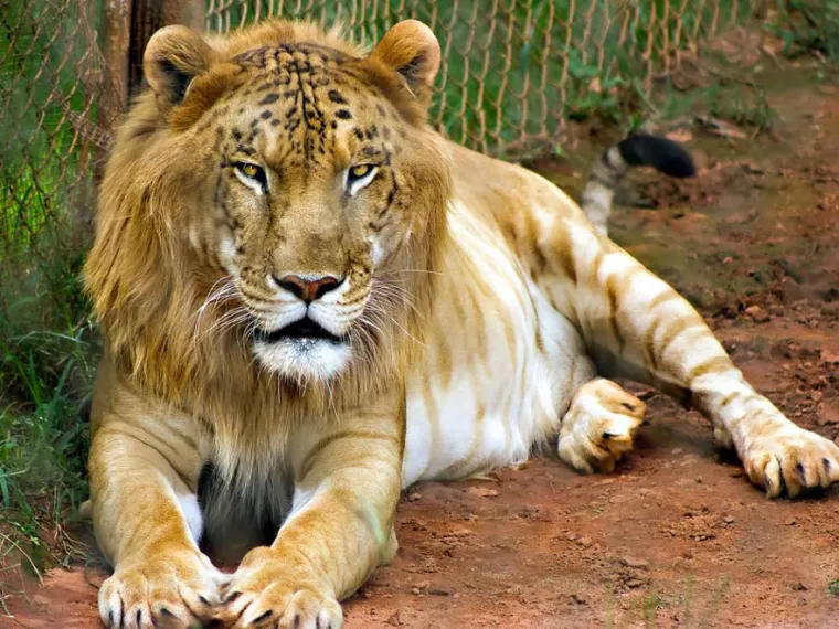 Tigar i lavica.