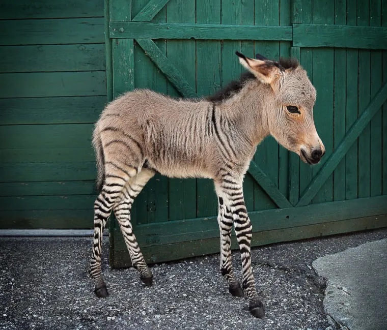 Zebra i magarac.