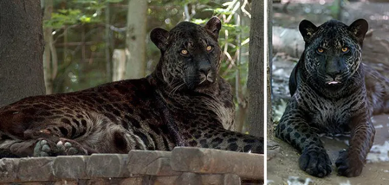 Jaguar i lavica.