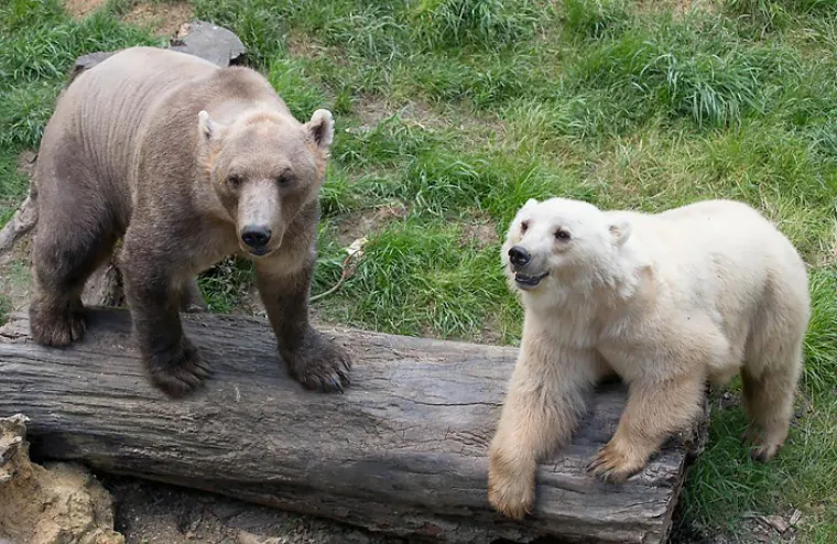 Polarni i mrki medvjed.