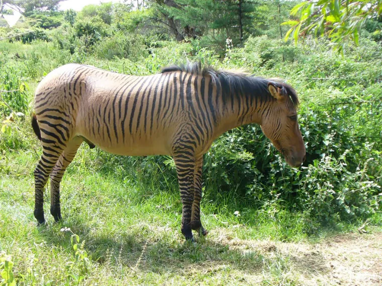 Zebra i konj.