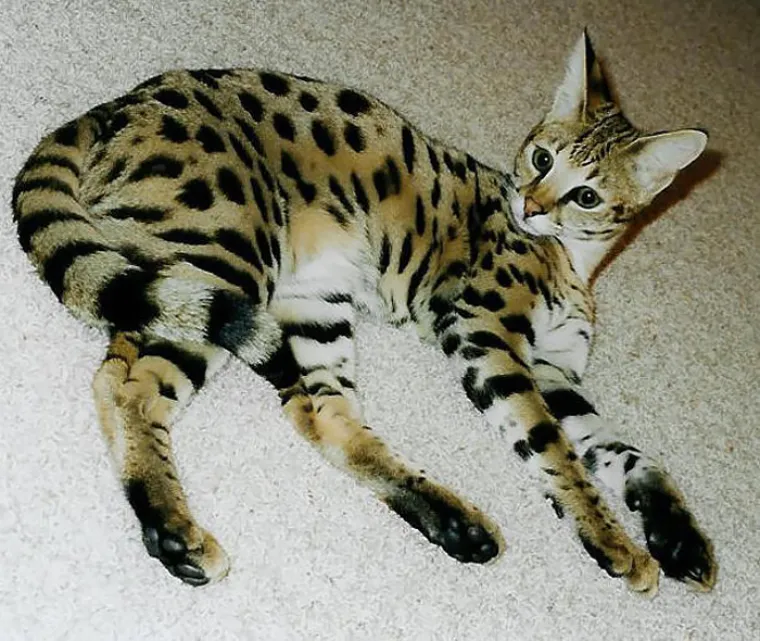 Kućna mačka i serval.