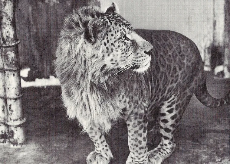 Leopard i lavica.