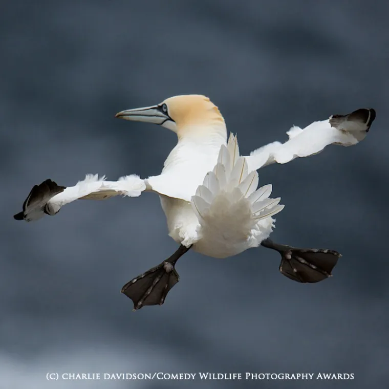 Najsmije&scaron;nije fotografije životinja 2015. godine