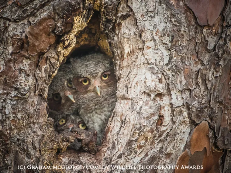 Najsmije&scaron;nije fotografije životinja 2015. godine