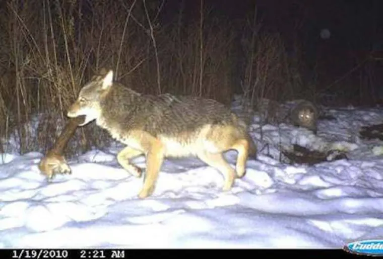 Skrivena strana životinjskog carstva: &Scaron;to rade kada misle da ih ne vidimo?