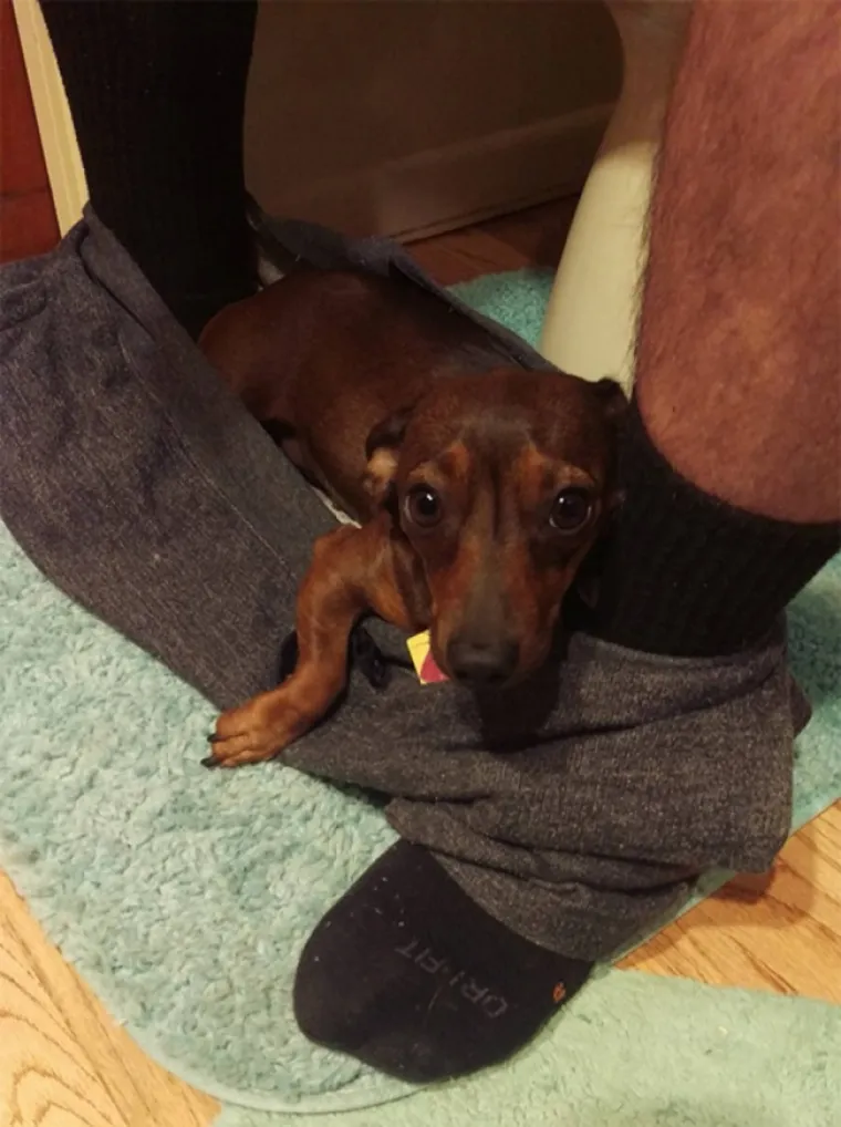 I divovski psi mogu biti najveće i najslađe maze na svijetu, pogledajte ih samo