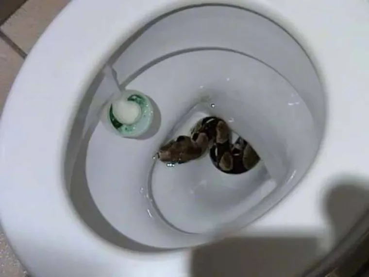 Postoje neke situacije u životu od kojih naprosto želite pobjeći svom svojom silom. Druge situacije u kojima se možete naći su one da vam se od prizora kojeg vidite jednostavno odsjeku koljena ili vam pozli. U galeriji koja je samo za hrabre možete pogledati kombinaciju svih tih prizora.