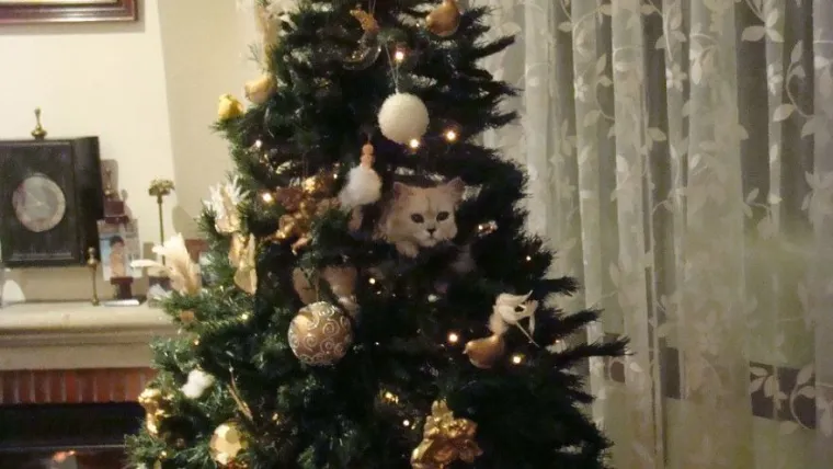 Mačka vam je beskorisna i smeta dok kitite bor? Možda postoji rje&scaron;enje