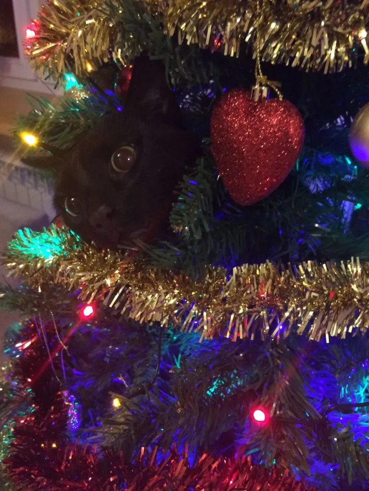 Mačka vam je beskorisna i smeta dok kitite bor? Možda postoji rje&scaron;enje