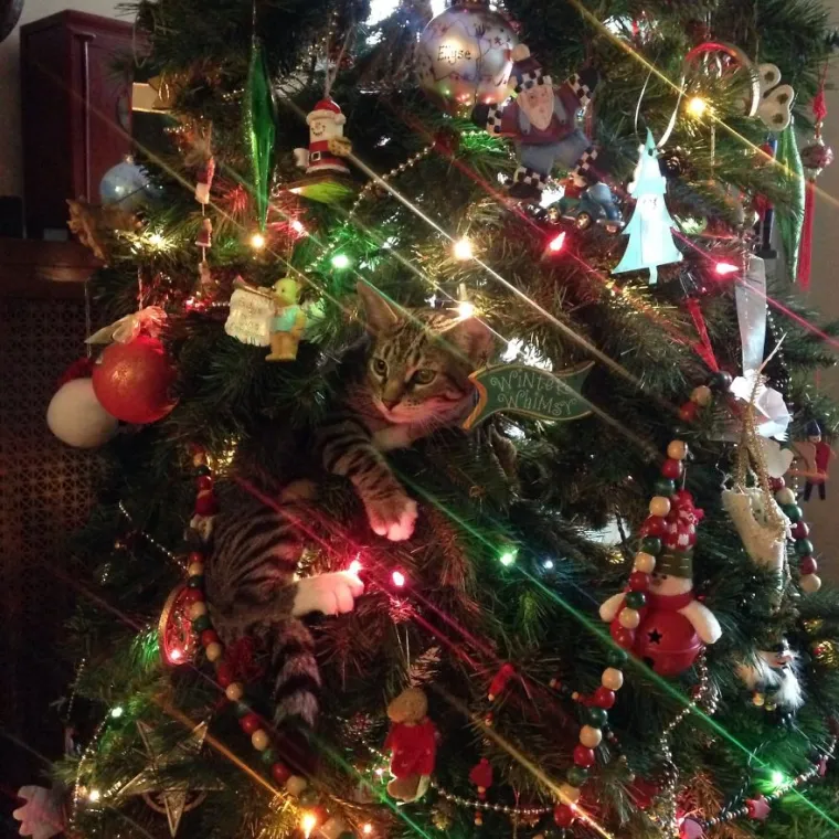 Mačka vam je beskorisna i smeta dok kitite bor? Možda postoji rje&scaron;enje