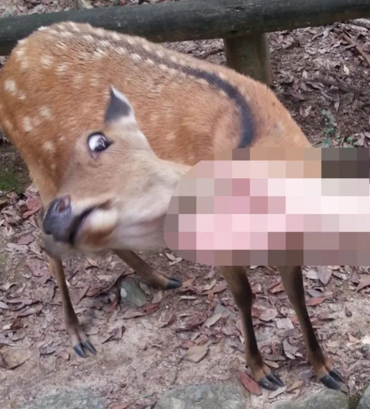 Jesu li ovo najvulgarnije slike koje smijemo objaviti ili je ljudski um samo jako prljav?