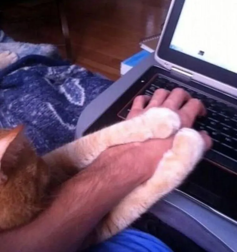 Kućne mačke ili kućni teroristi? Ljubimci koji definitivno nisu za svakoga