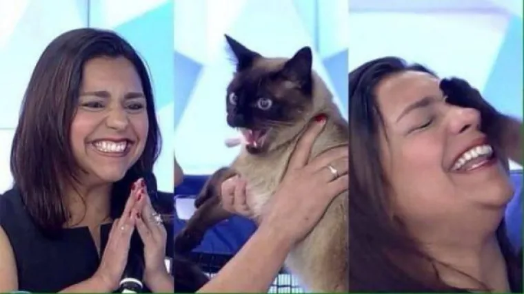 Kućne mačke ili kućni teroristi? Ljubimci koji definitivno nisu za svakoga