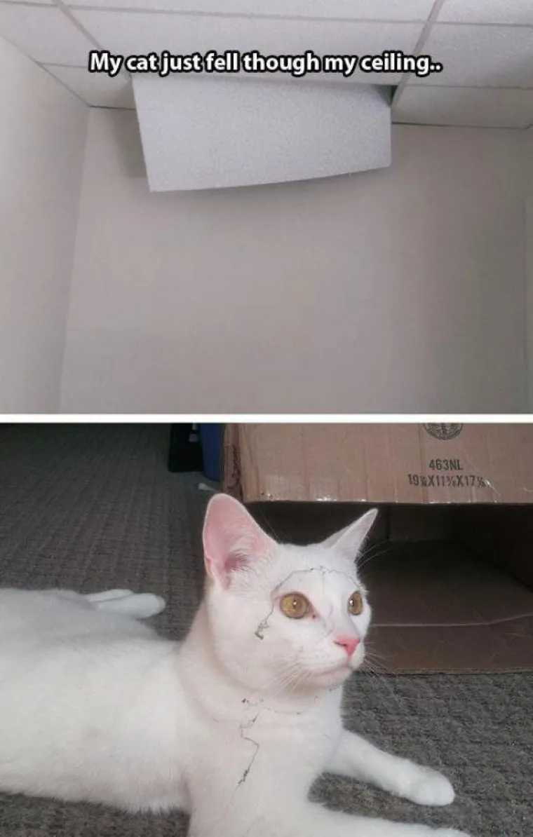 Kućne mačke ili kućni teroristi? Ljubimci koji definitivno nisu za svakoga