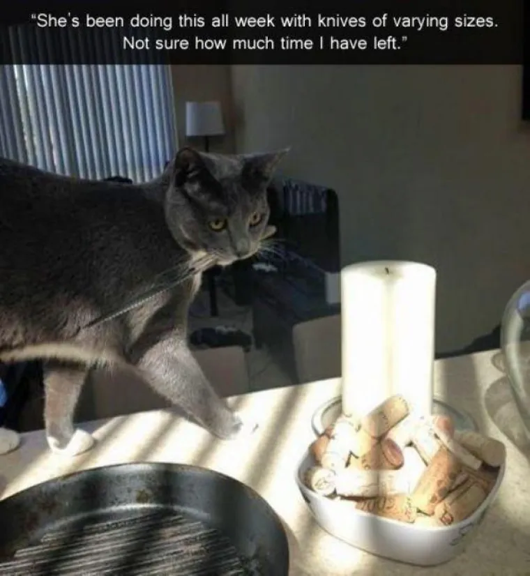 Kućne mačke ili kućni teroristi? Ljubimci koji definitivno nisu za svakoga