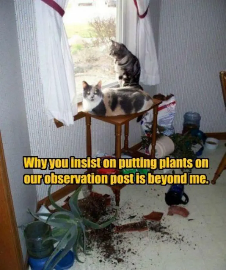 Kućne mačke ili kućni teroristi? Ljubimci koji definitivno nisu za svakoga