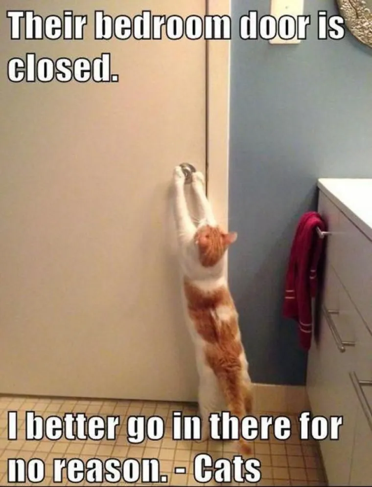 Kućne mačke ili kućni teroristi? Ljubimci koji definitivno nisu za svakoga