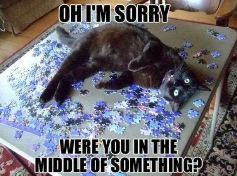 Kućne mačke ili kućni teroristi? Ljubimci koji definitivno nisu za svakoga