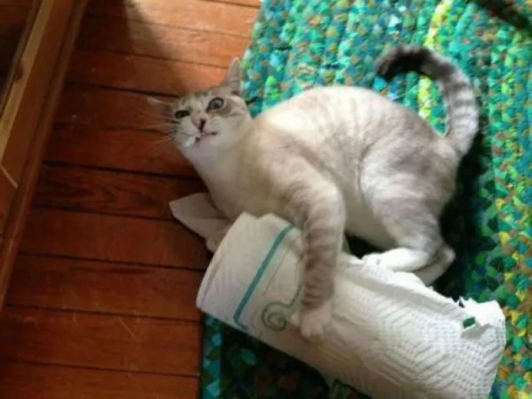 Kućne mačke ili kućni teroristi? Ljubimci koji definitivno nisu za svakoga