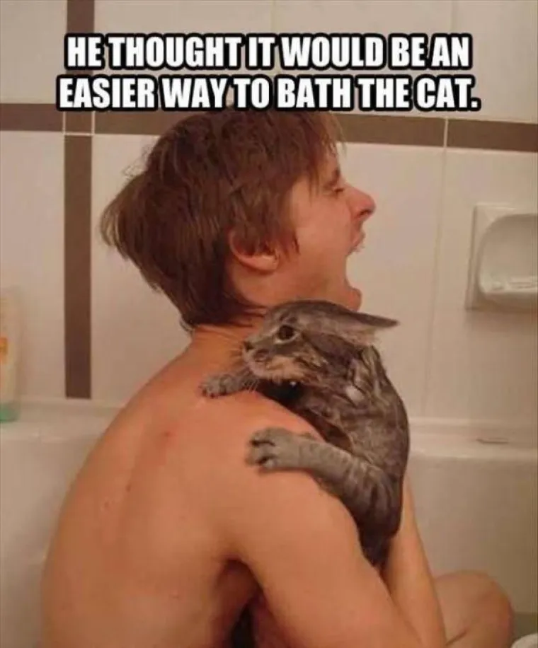 Kućne mačke ili kućni teroristi? Ljubimci koji definitivno nisu za svakoga