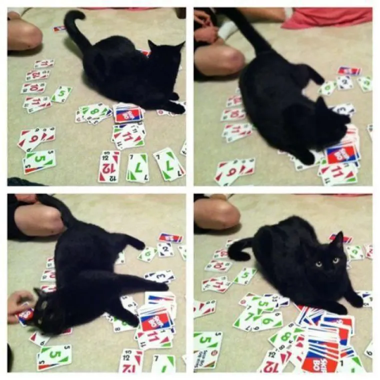 Kućne mačke ili kućni teroristi? Ljubimci koji definitivno nisu za svakoga