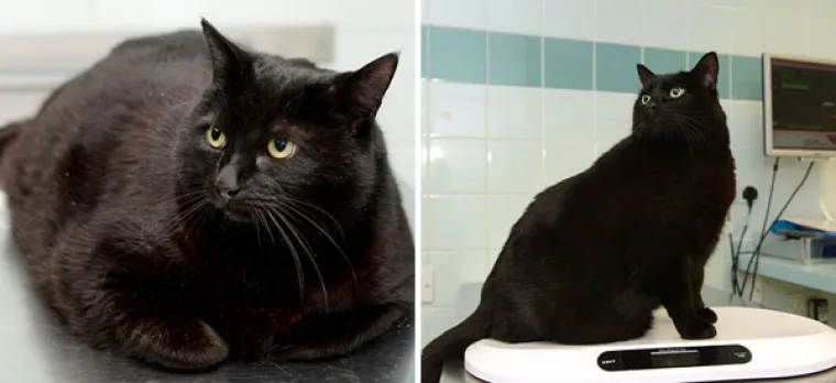 Kako netko može dopustiti da mu se ljubimci ovako neprirodno ugoje?